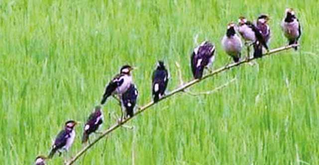 দিনাজপুরে আমনের পোকা দমনে জনপ্রিয় হচ্ছে পার্চিং প্রদ্ধতি