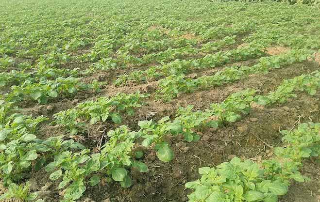রাজশাহীতে ৩৪ হাজার হেক্টর জমিতে আলু চাষ, পরিচর্যায় ব্যস্ত কৃষকরা